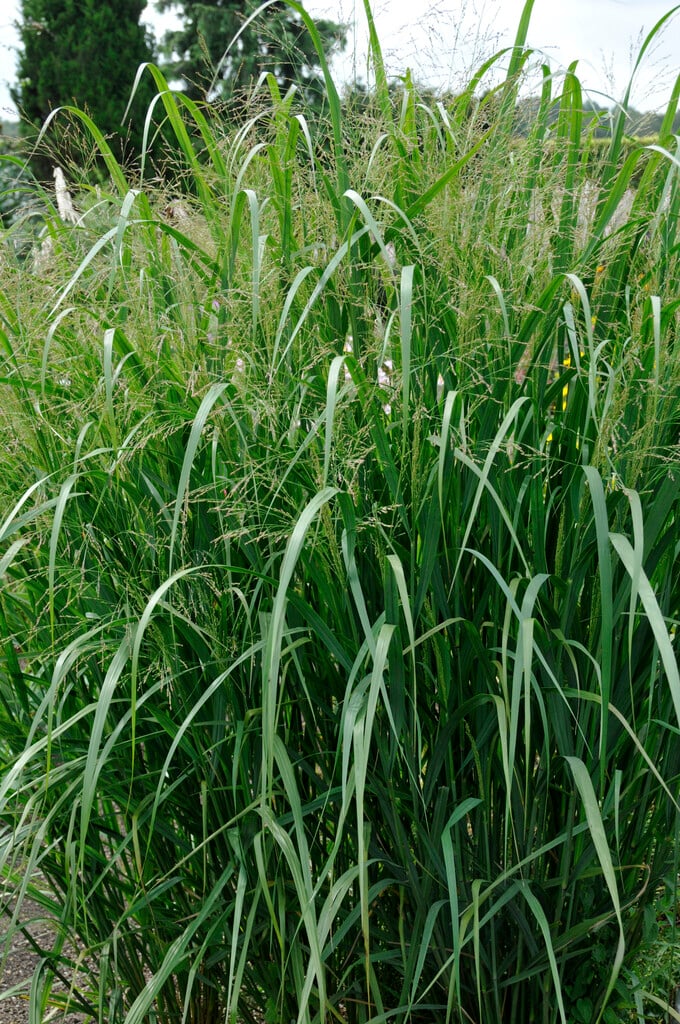 switch grass 'Thundercloud'