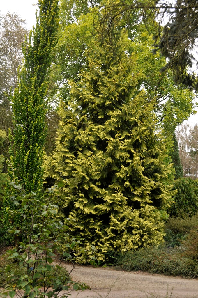 western red cedar 'Irish Gold'