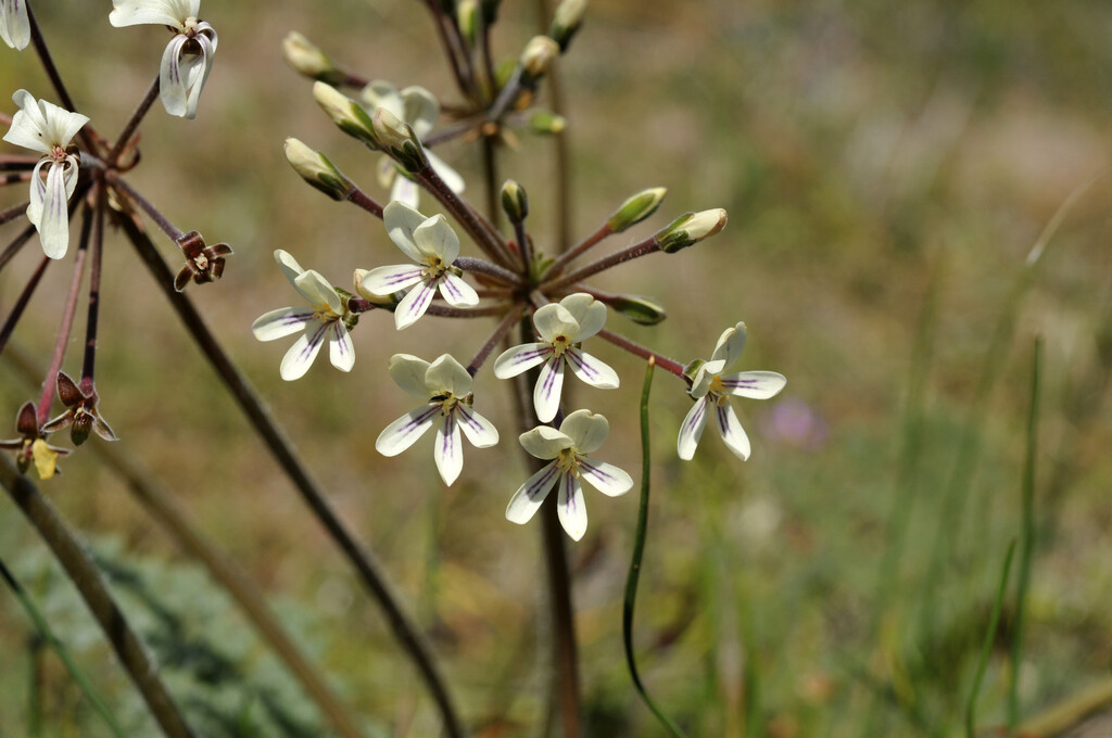 night-scented geranium