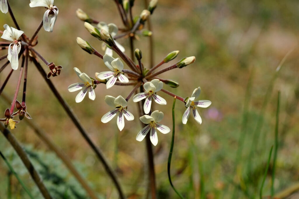 night-scented geranium