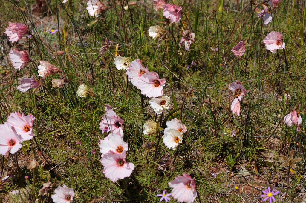 large-flower'd monsonia