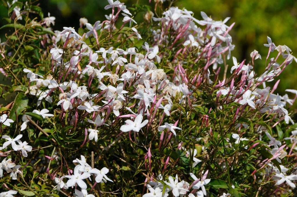 common jasmine