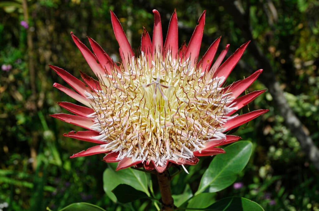 <i>Protea</i> <i>cynaroides</i> 'Madiba'
