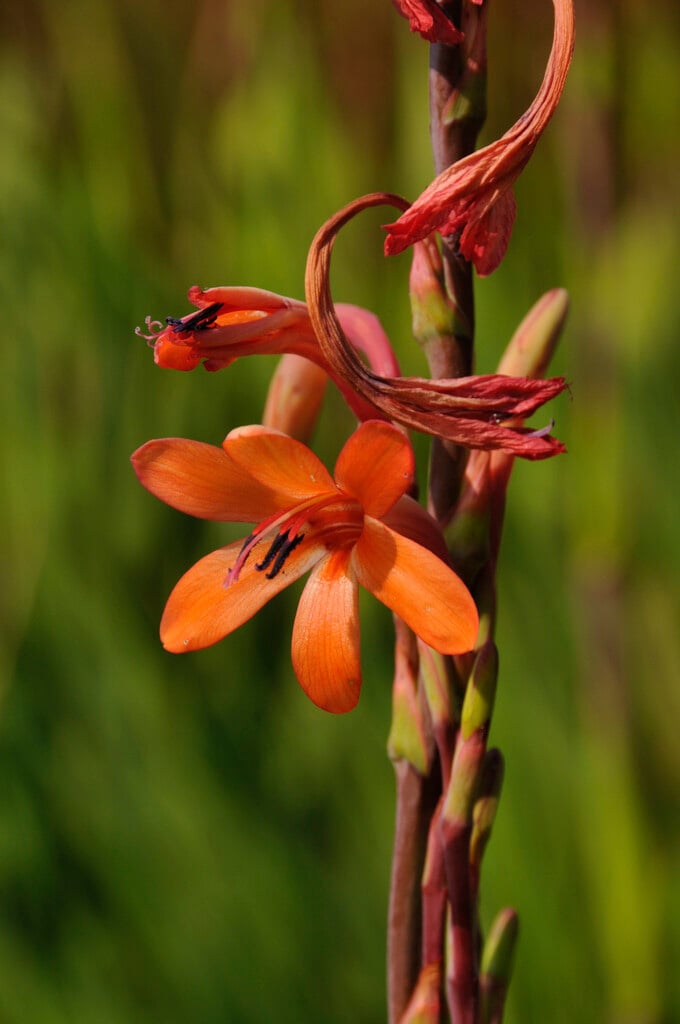 <i>Watsonia</i> <i>tabularis</i>