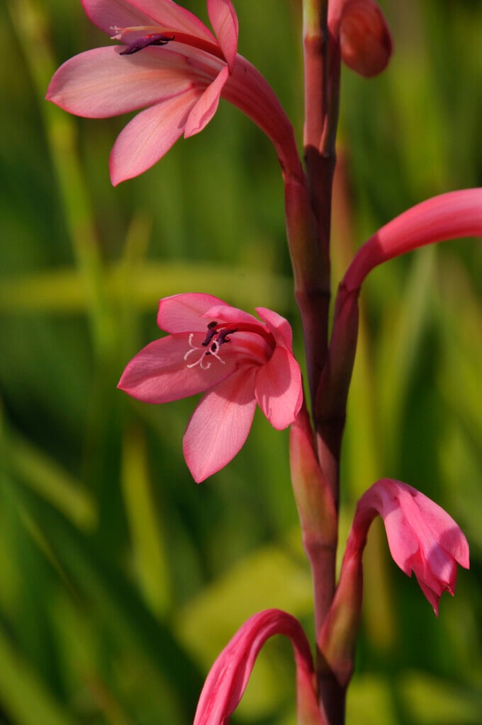 <i>Watsonia</i> <i>tabularis</i>