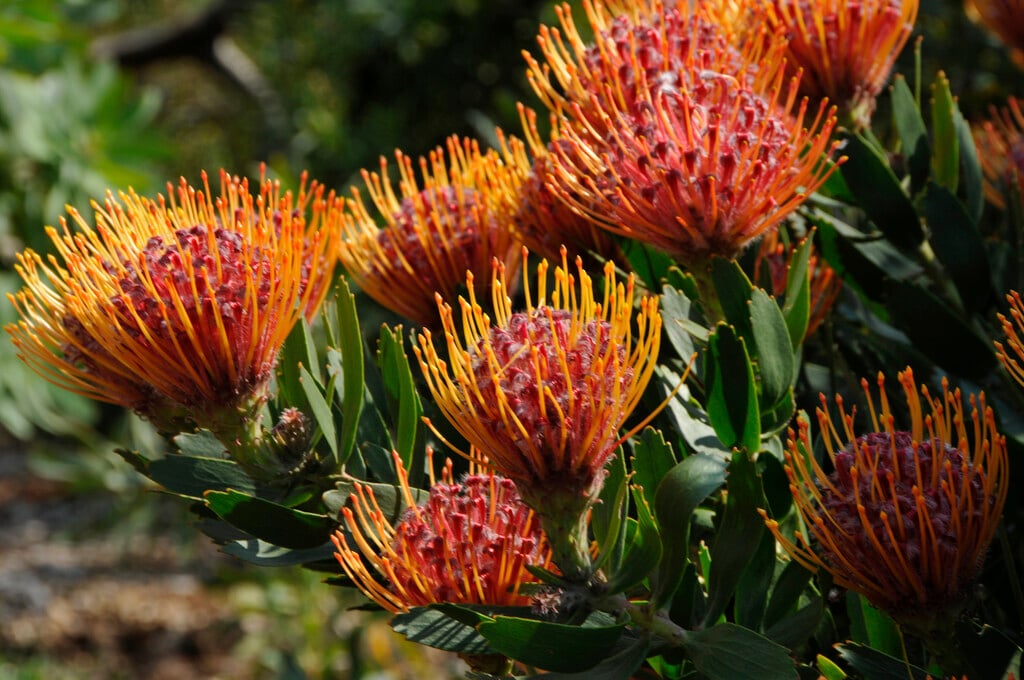 <i>Leucospermum</i> 'Scarlet Ribbon'