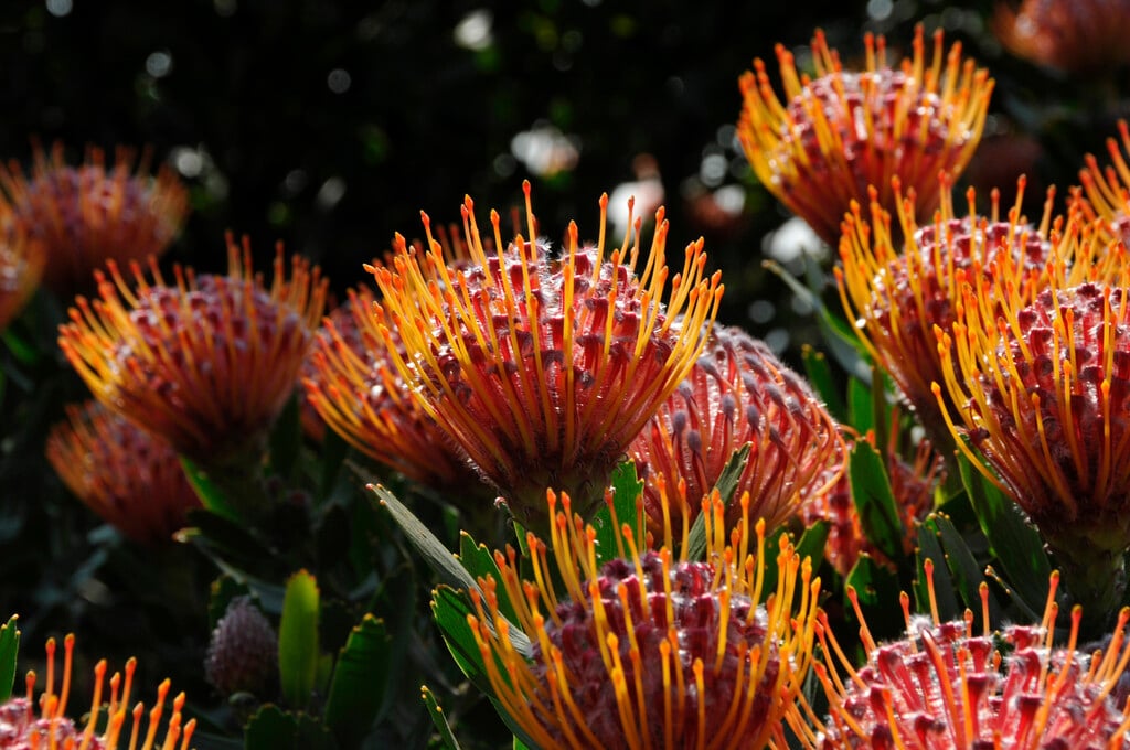 <i>Leucospermum</i> 'Scarlet Ribbon'