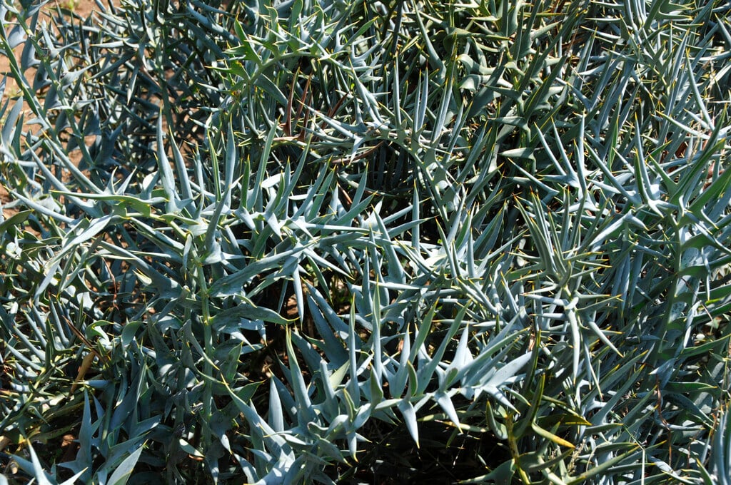 Cycad
