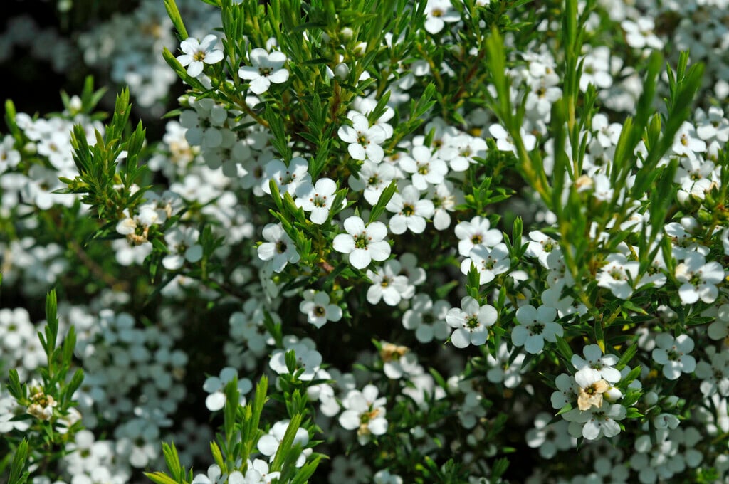 <em>Coleonema</em> <em>album</em>