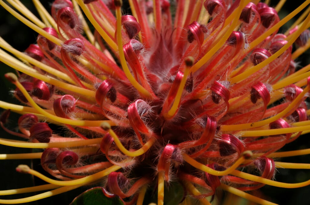 <i>Leucospermum</i> 'Scarlet Ribbon'