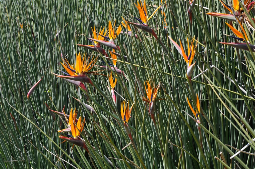 narrow-leaved bird of paradise