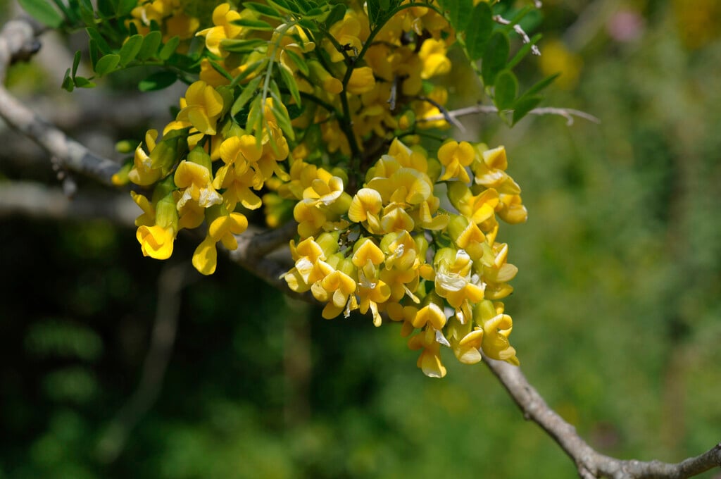 East African laburnum