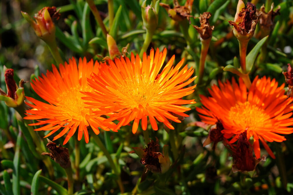 golden fig marigold