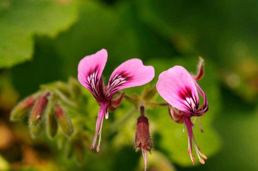 butterfly geranium
