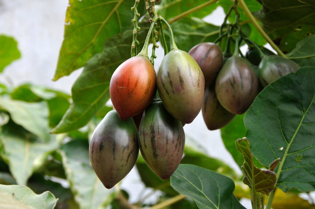 tamarillo