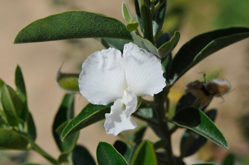 <i>Podalyria</i> <i>calyptrata</i>