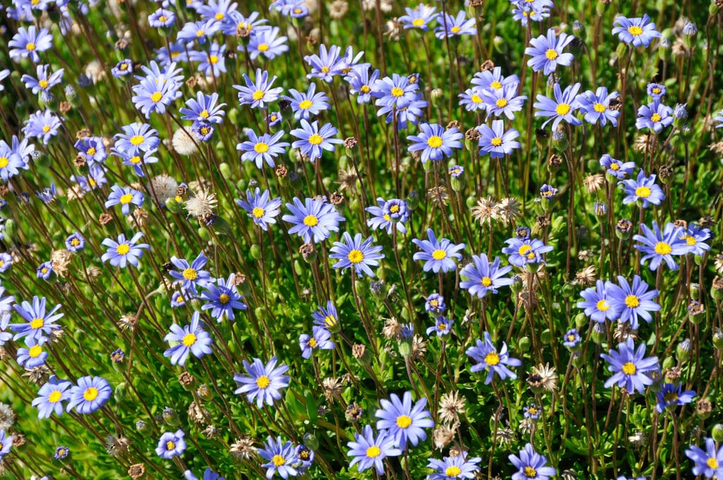 <i>Felicia</i> <i>aethiopica</i>