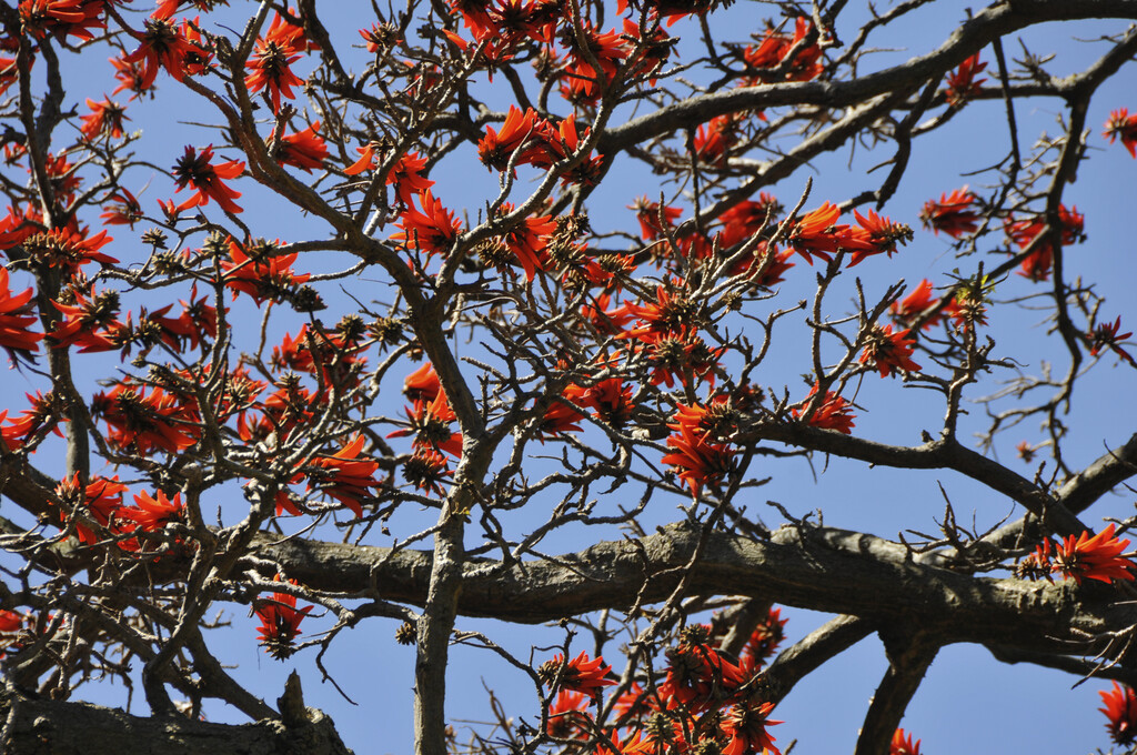 coral tree