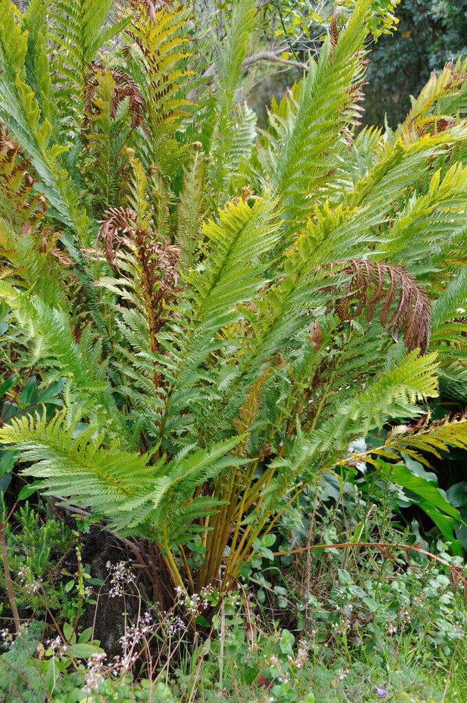 crape fern