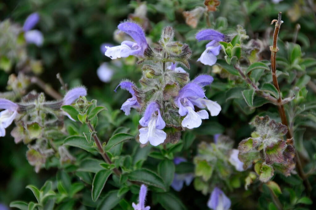 <i>Salvia</i> <i>africana</i>
