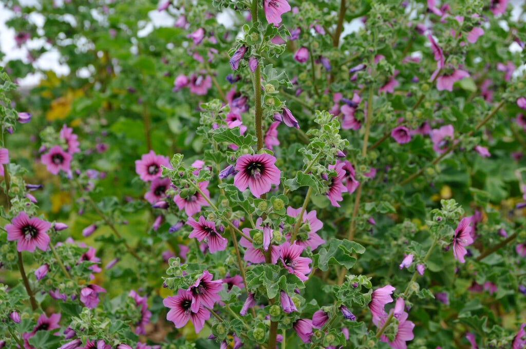tree mallow