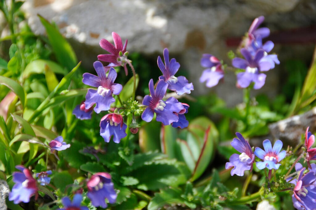<i>Nemesia</i> <i>versicolor</i>