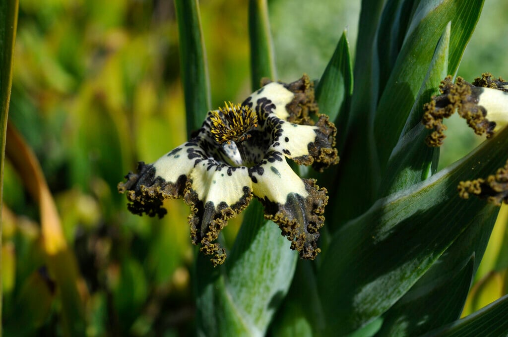 curled ferraria