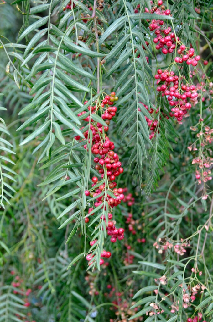Peruvian pepper tree