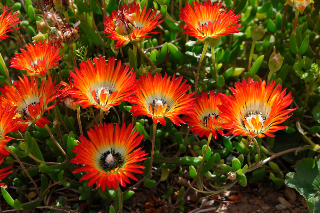 <i>Drosanthemum</i> <i>speciosum</i>