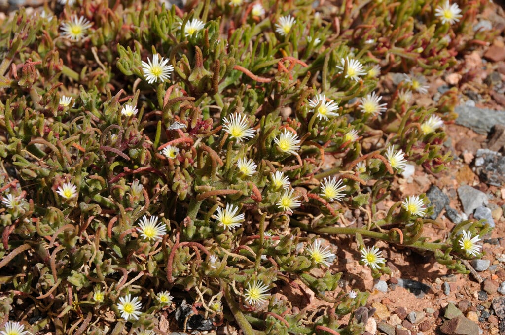 <i>Mesembryanthemum</i> <i>nodiflorum</i>