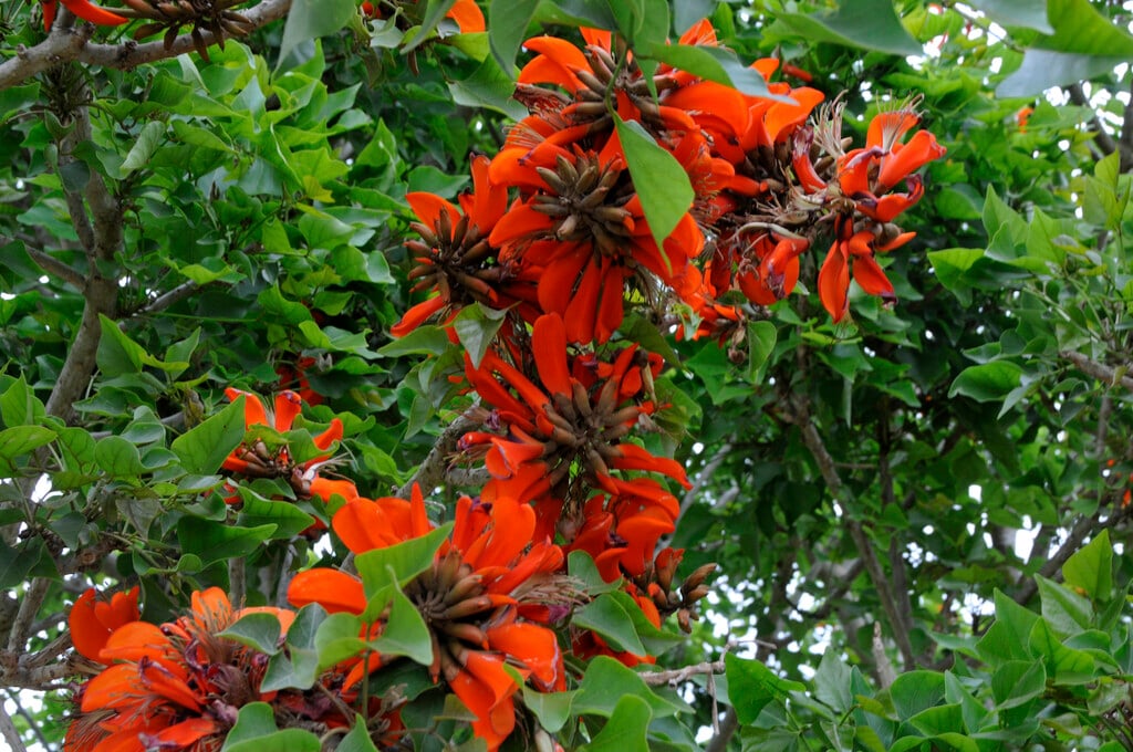 common coral tree