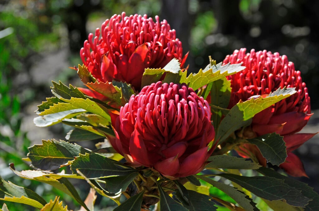 Telopea speciosissima|waratah/RHS Gardening