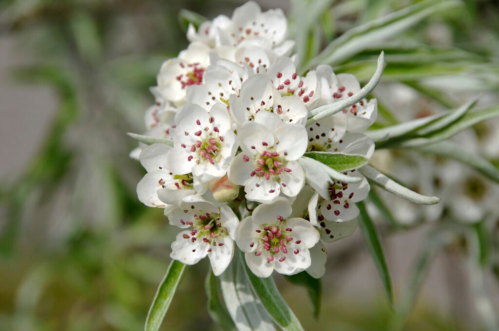 willow-leaved pear