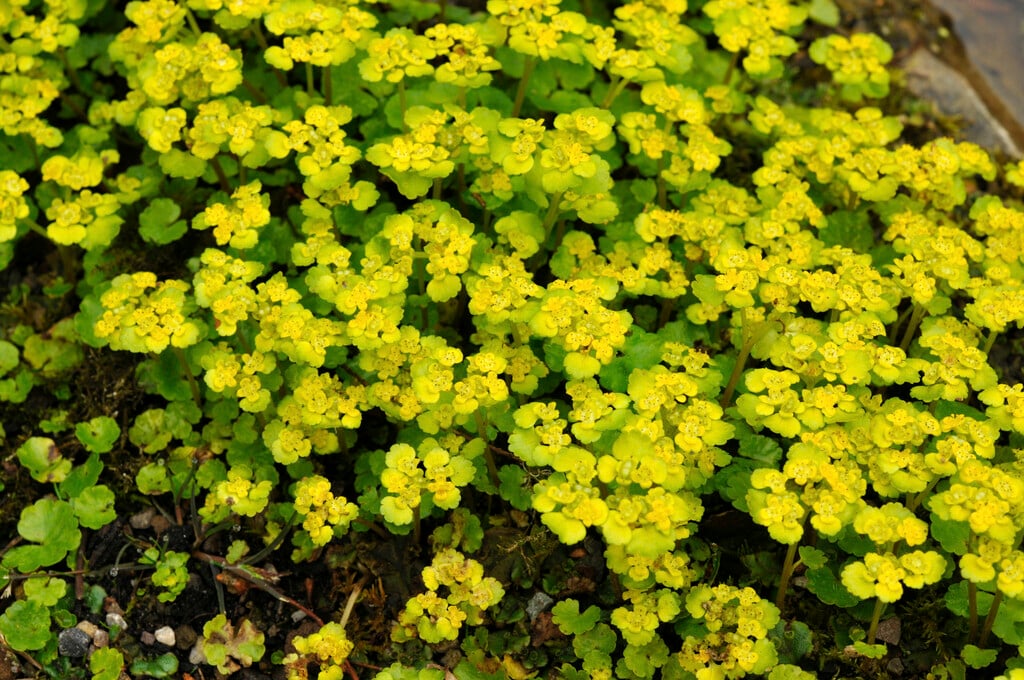 Chrysosplenium alternifolium|alternate-leaved golden saxifrage/RHS