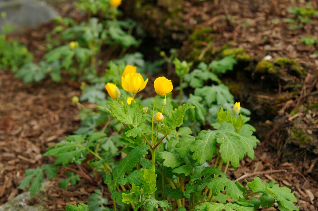 celandine poppy