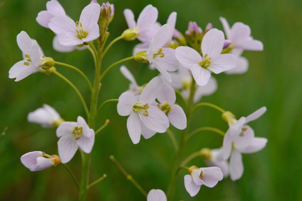 Cardamine pratensis