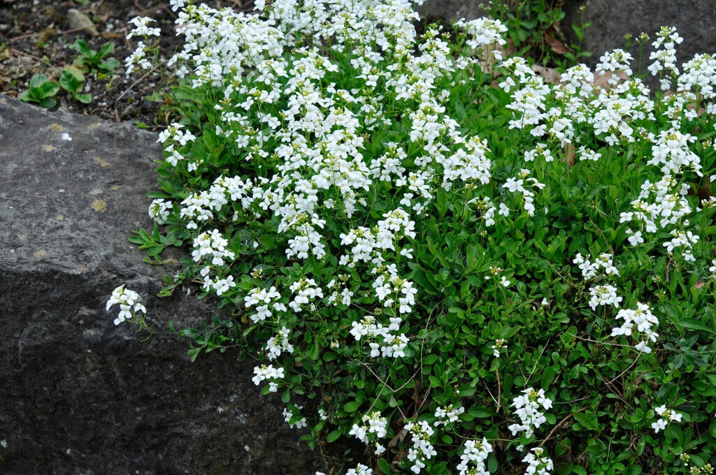 spreading rock cress