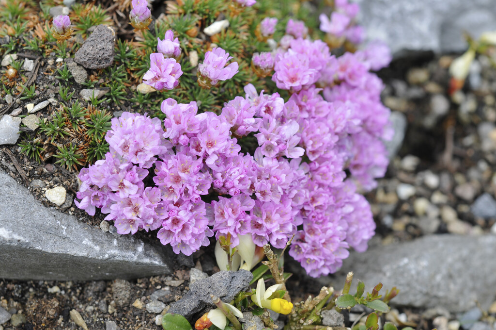 Armeria pungens | spiny thrift Herbaceous Perennial/RHS