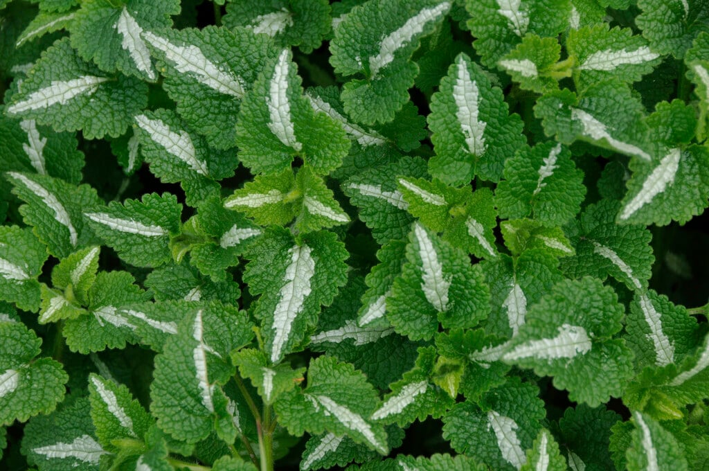 spotted deadnettle