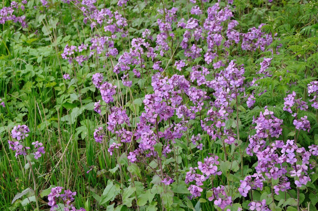 Lunaria annua