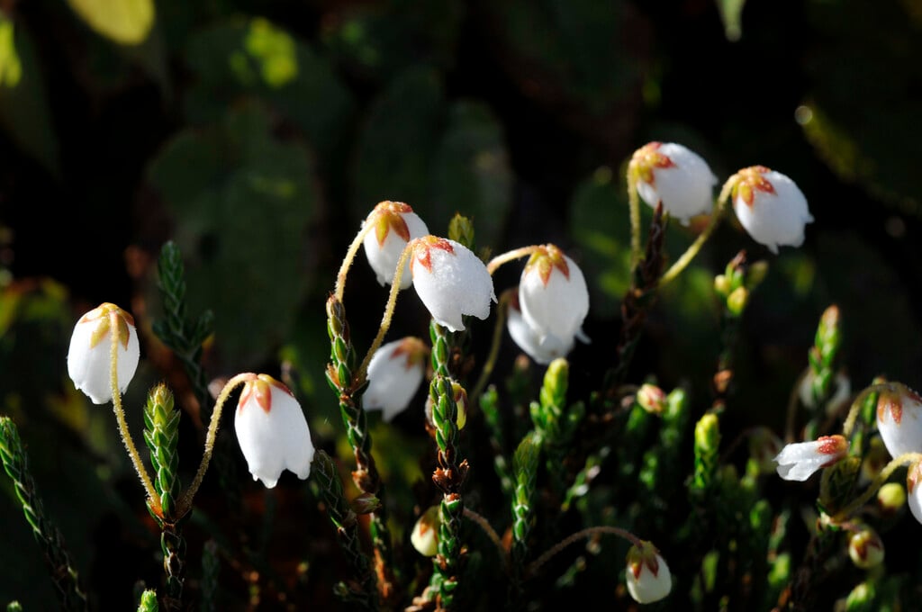 Sellaginella-like cassiope