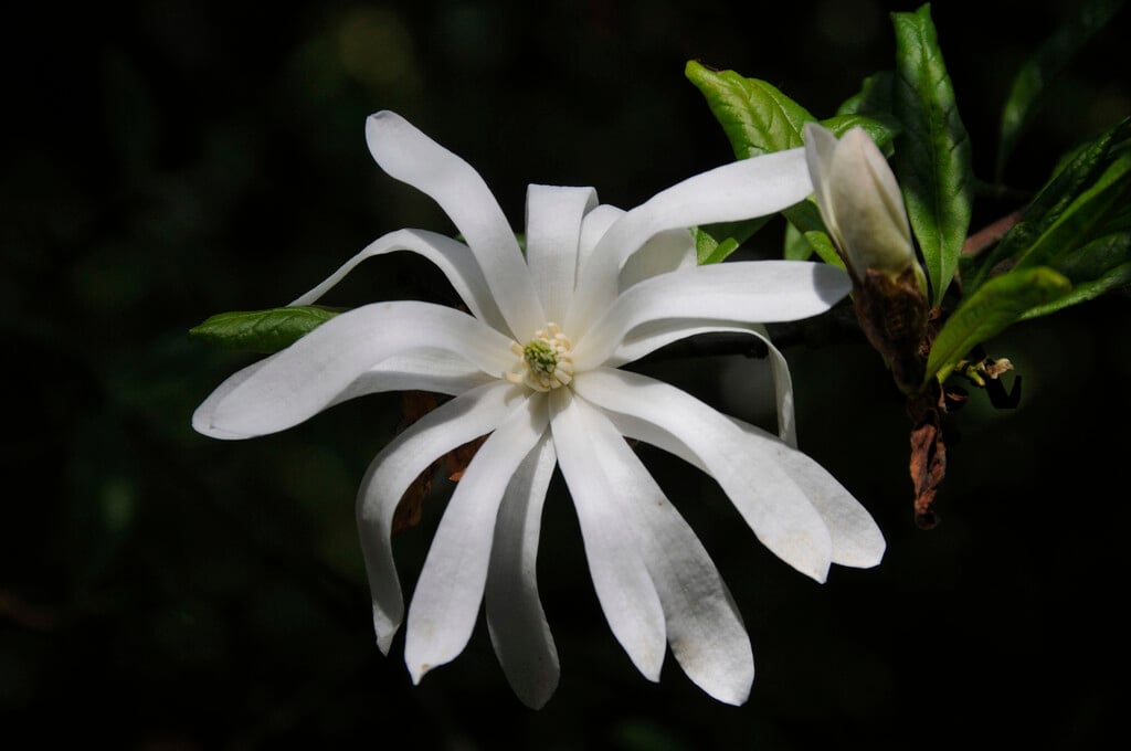 star magnolia 'Waterlily'