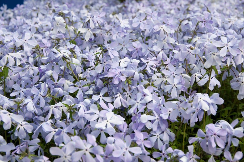 moss phlox