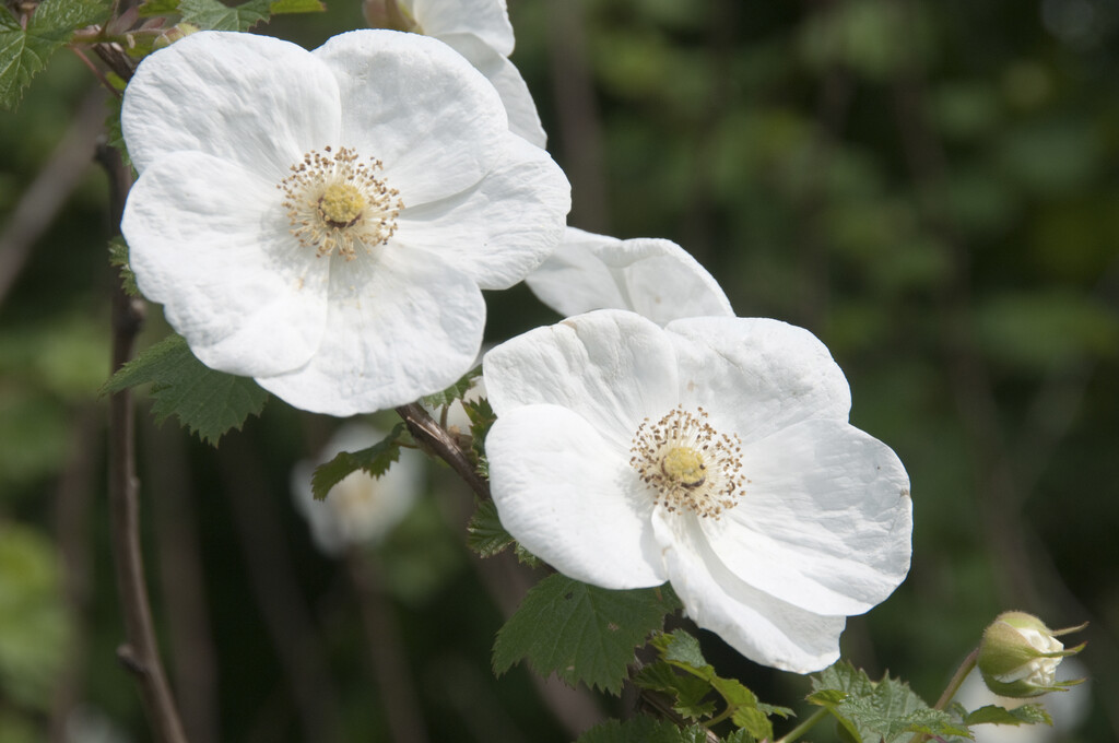Tridel berry 'Benenden'