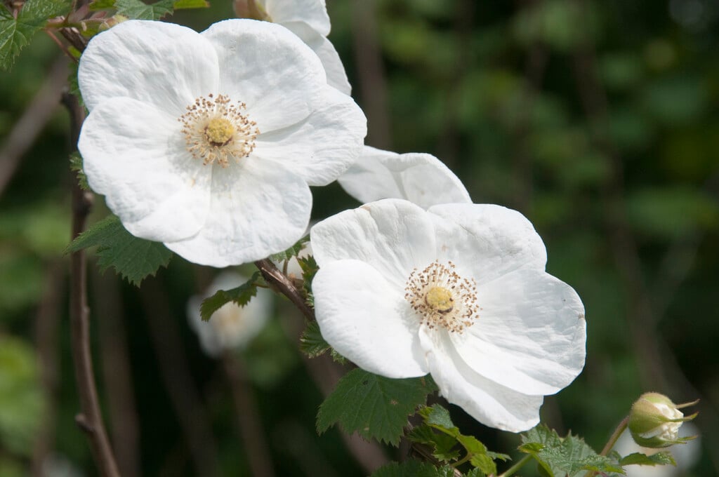 Tridel berry 'Benenden'