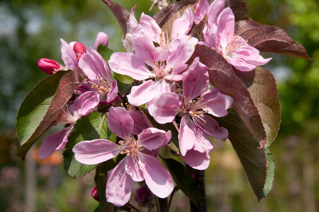 apple 'Redlane'