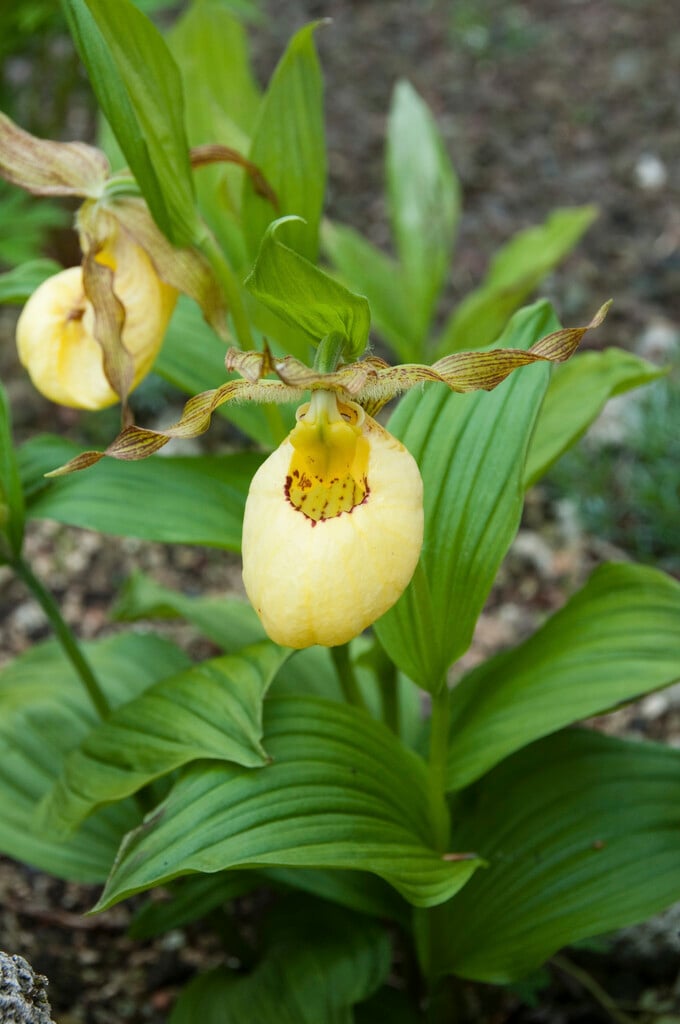 striped lady's slipper orchid