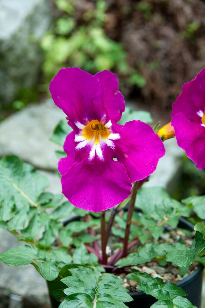 Maire's hardy gloxinia
