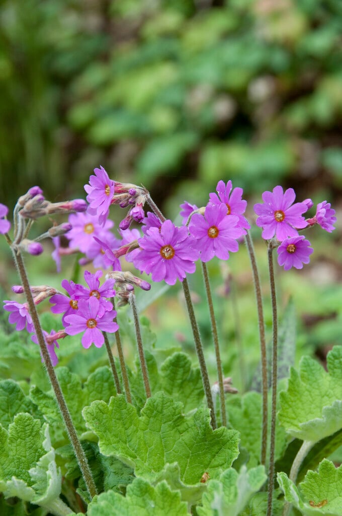 <em>Primula</em> <em>polyneura</em> (Co)