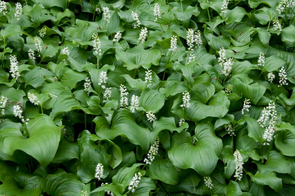 Kamchatka two-leaved false lily of the valley